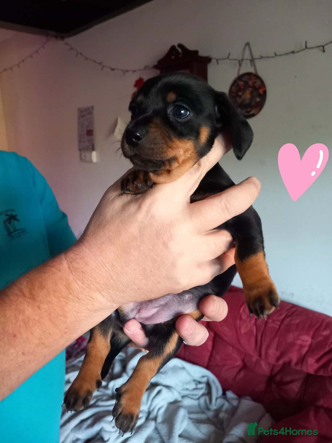 Dachshund dogs for sale: Dachshund puppies for sale  - Advert 3