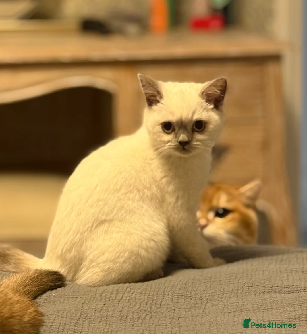 British Shorthair cats for sale: Lilac point female gccf reg - Advert 5