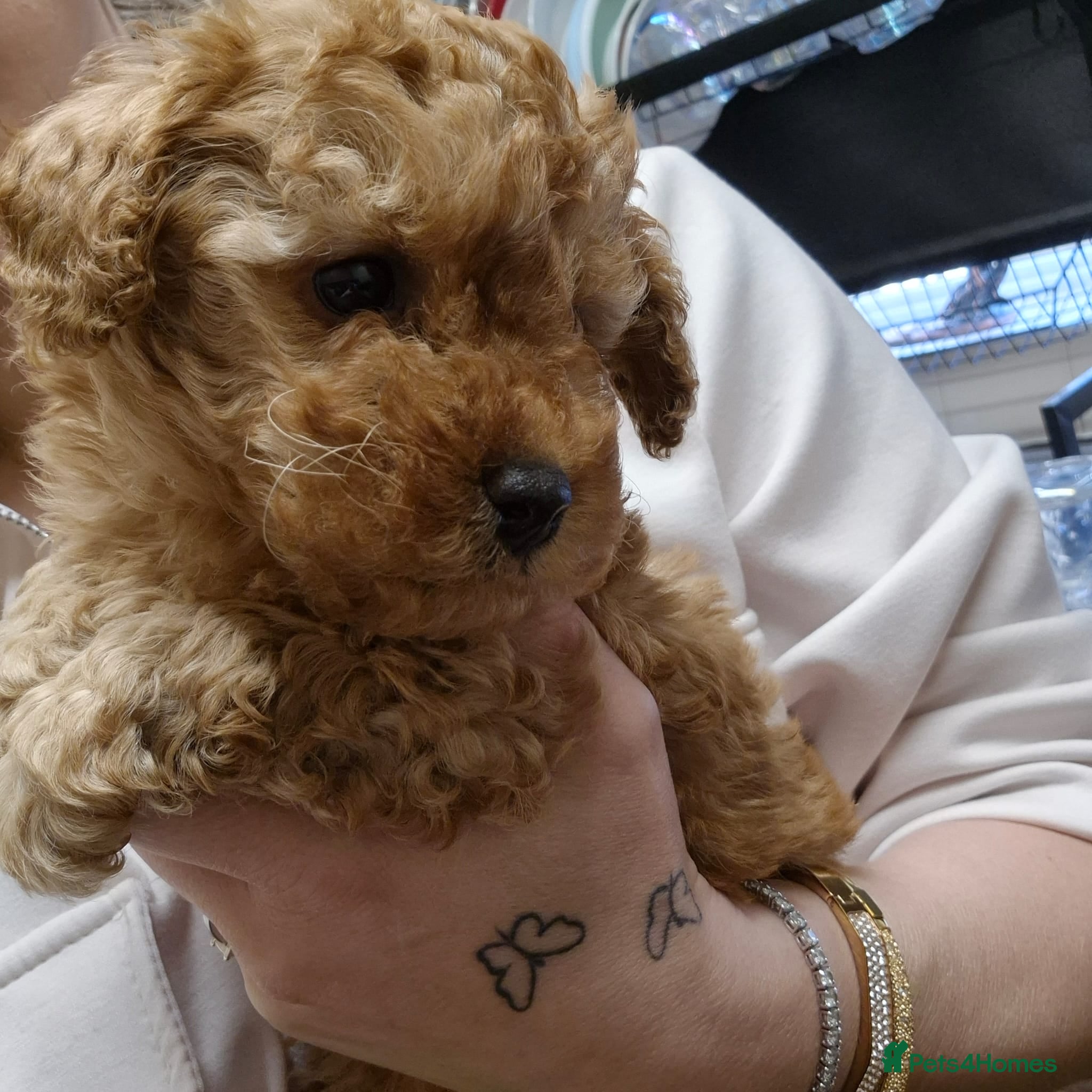 Maltipoo dogs One stunning boy left 1450 - Advert 11