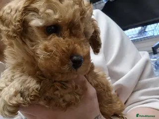 Maltipoo dogs One stunning boy left 1450 - Advert 11