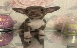 Chihuahua dogs for sale: Ready now ***Lilac girls - Image 30