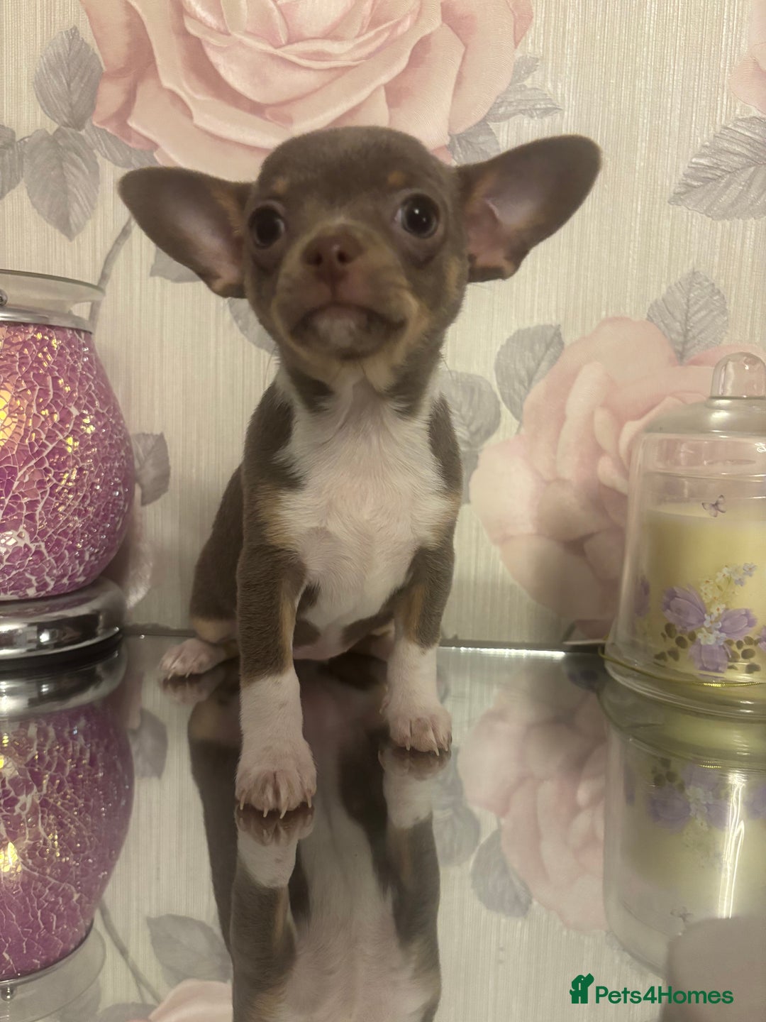Chihuahua dogs for sale: Ready now ***Lilac girls - Image 30