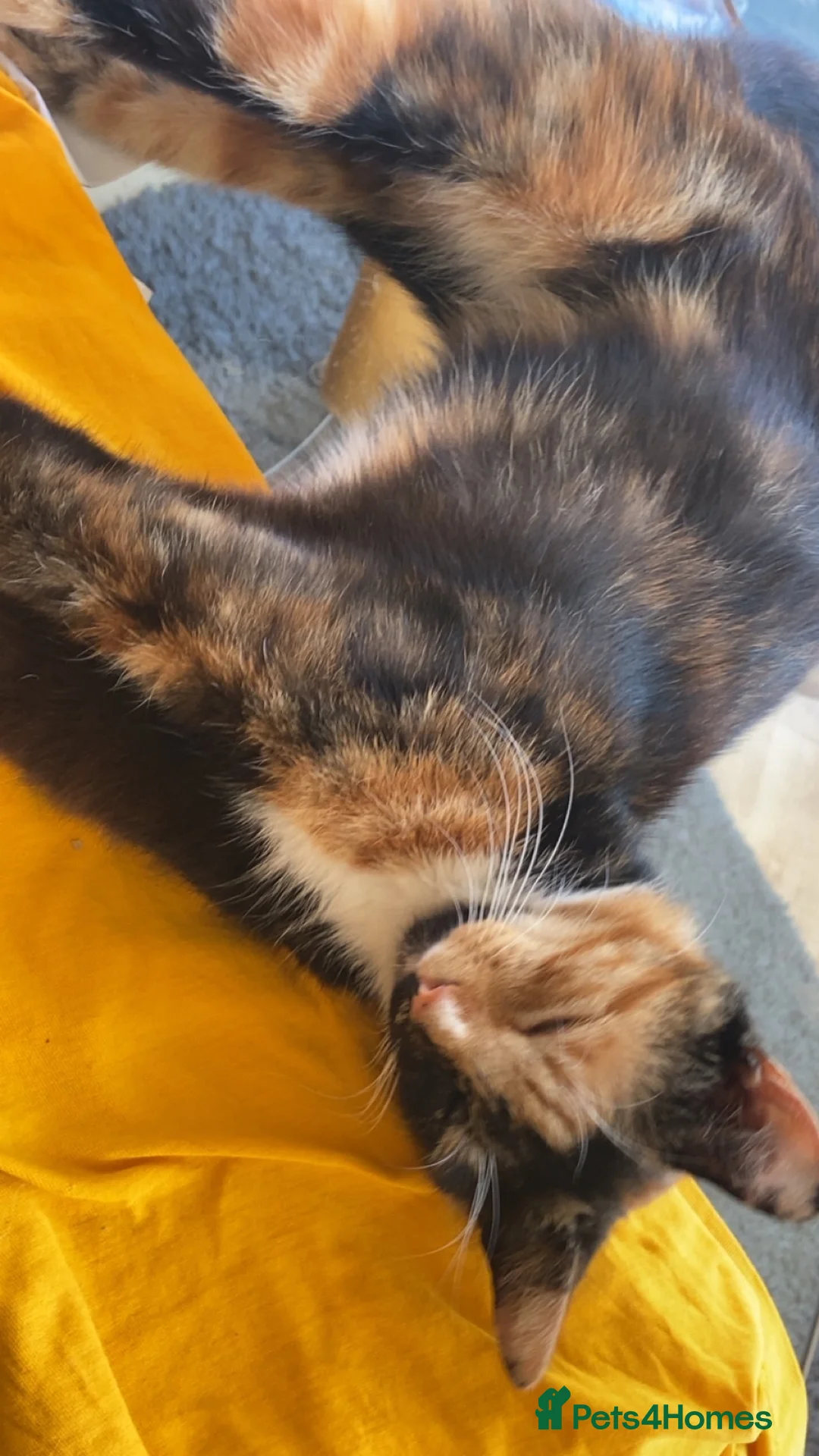 Mixed Breed cats for sale: Black and white bengal cross kittens  in Nottingham - Advert 7