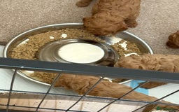 Miniature Poodle dogs for sale: Omg these Beautiful Litter Red Miniature Poodles  - Image 15