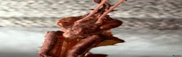 Praying Mantis invertebrates for sale: Phyllocrania paradoxa(ghost mantis) - Advert 4