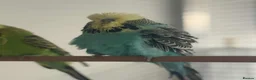 Budgerigars birds for sale: Budgies for sale  - Advert 26