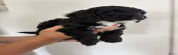 Yorkiepoo dogs for sale: Gorgeous YORKIEPOO puppys - Advert 3