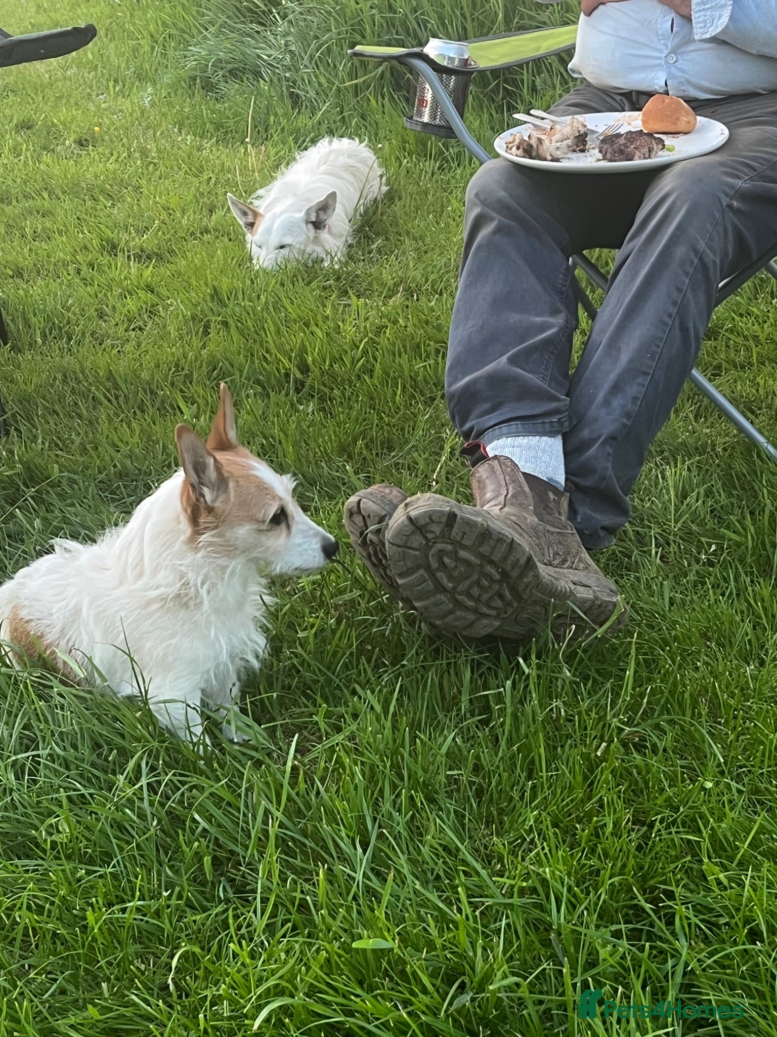 Jack Russell dogs  Tri coloured Jack Russel Pups! - Advert 2