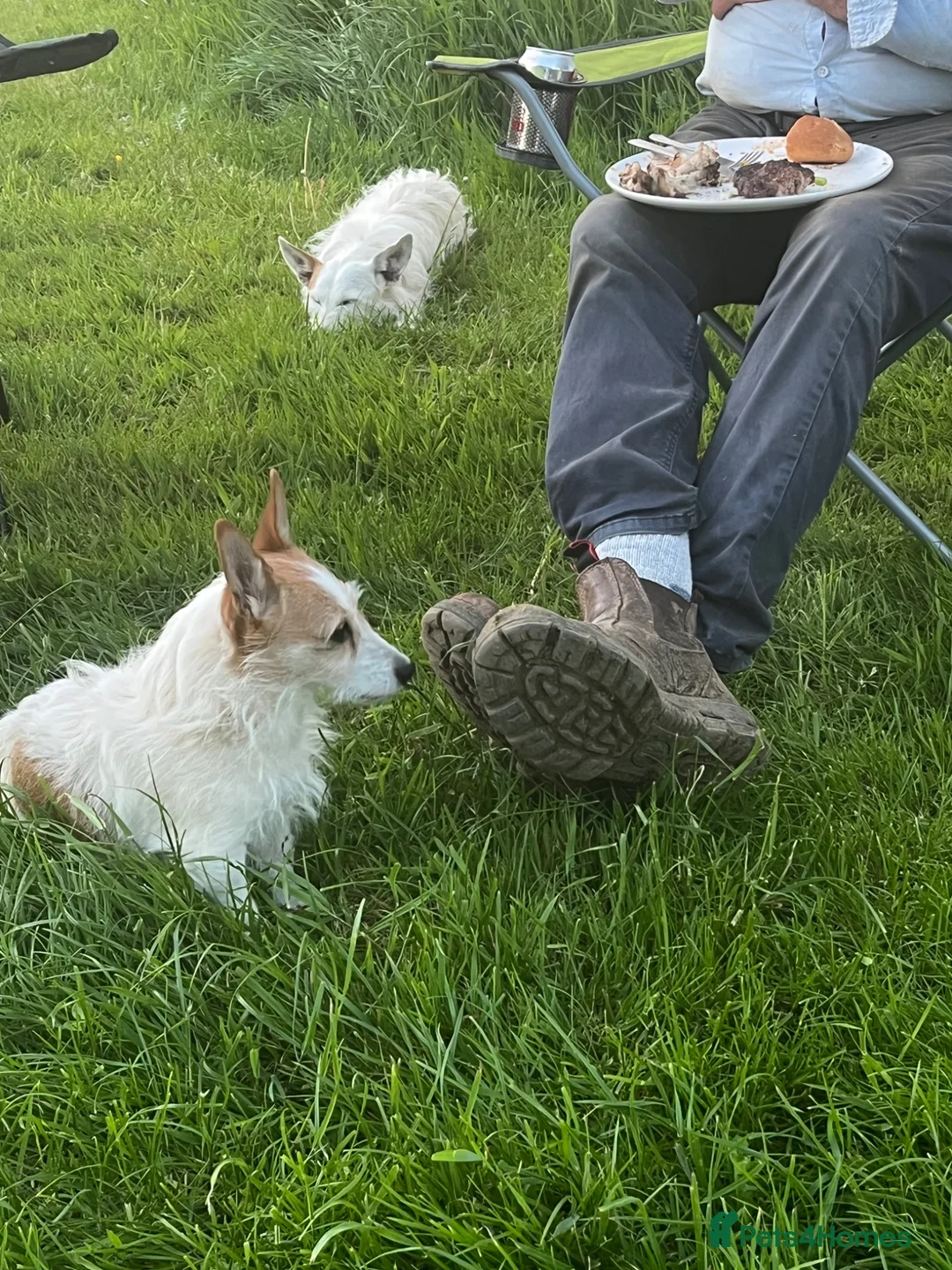 Jack Russell dogs for sale:  Tri coloured Jack Russel Pups! - Advert 2