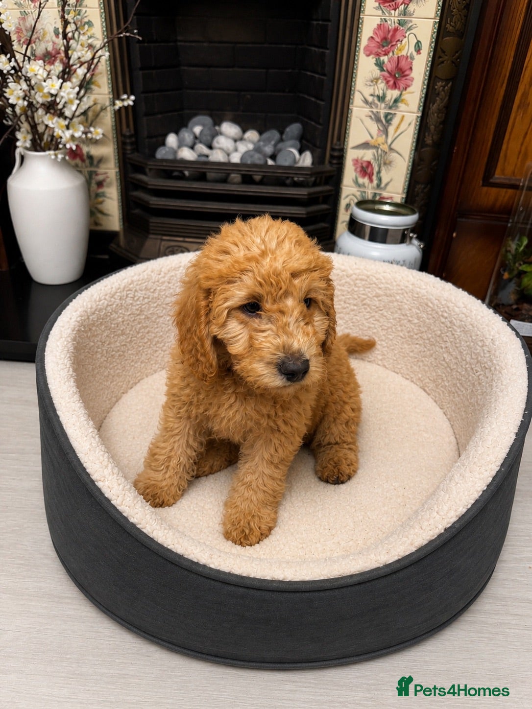 Labradoodle dogs 🐾Ready Now!! Beautiful F1b Labradoodle Puppies 🐾 - Advert 2