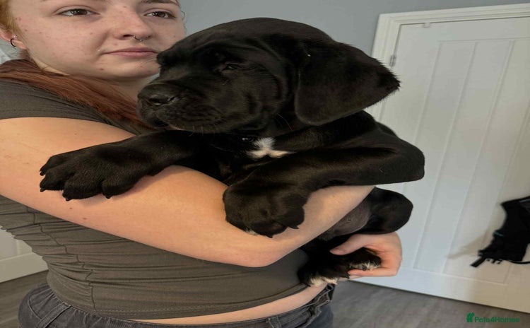 Cane Corso dogs - Advert 12