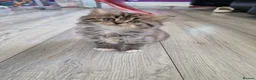 British Longhair cats for sale: Beautiful British kittens  - Advert 15