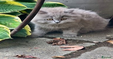 British Shorthair cats - Advert 7