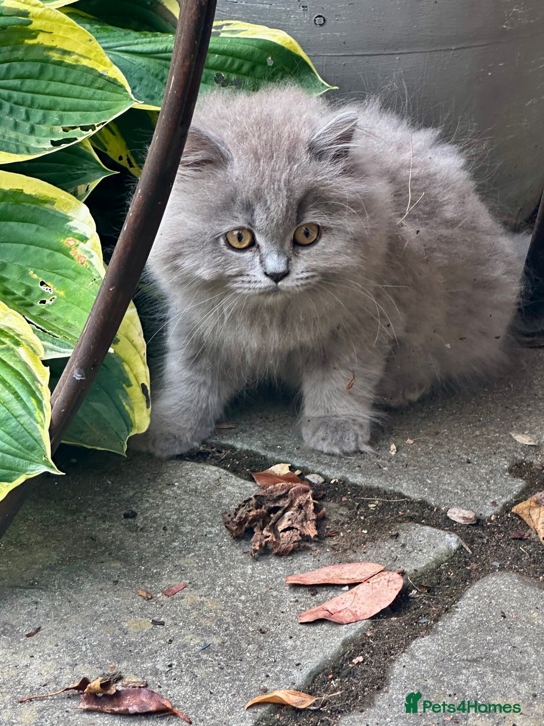 British Shorthair cats for sale: REDUCED - Image 18