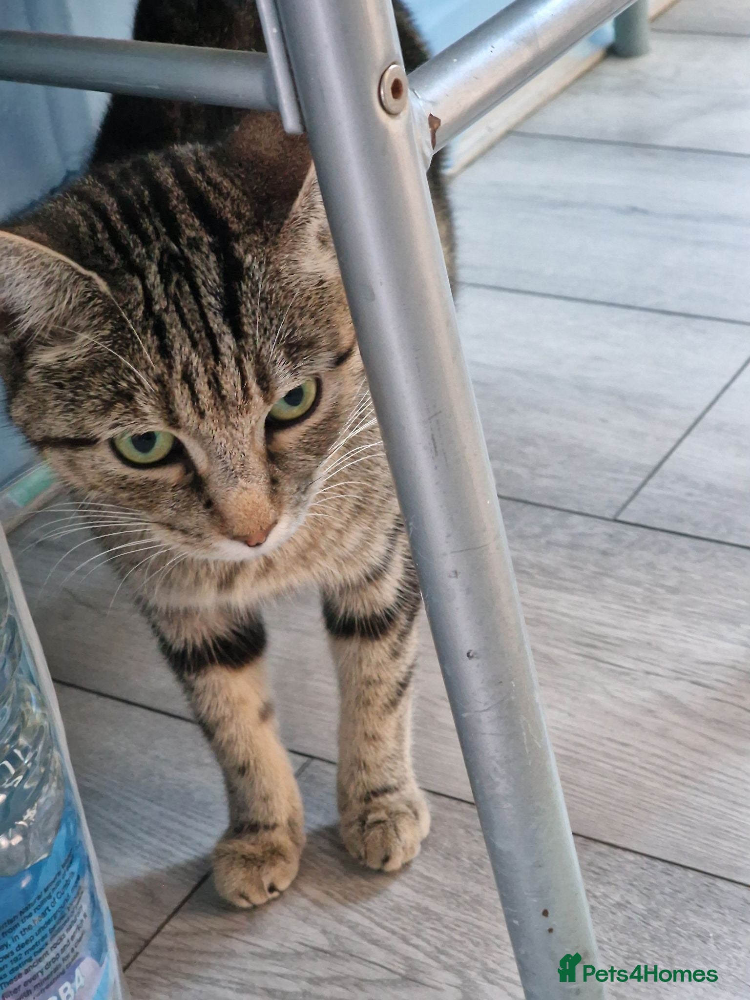 American Shorthair cats 5 litle kittens for sale  - Advert 7