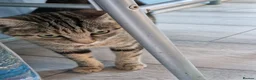 American Shorthair cats for sale: 5 litle kittens for sale  - Advert 1