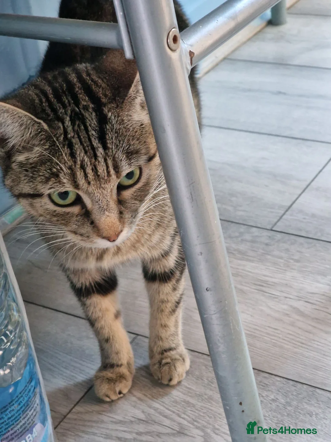 American Shorthair cats for sale: 5 litle kittens for sale  - Advert 1