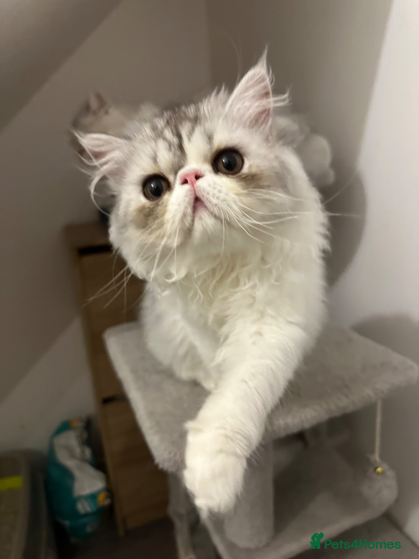 Persian cats for sale: Persian Kittens–Adorable,Fluffy&Loving Companions - Advert 15
