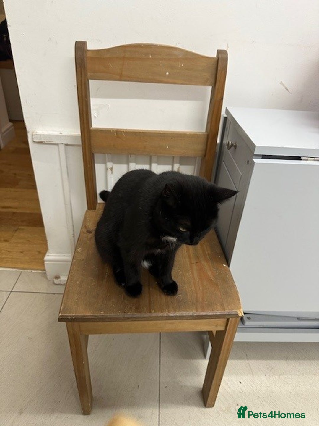 Mixed Breed cats for sale:  **  - Two beautiful twin girls  - Advert 6