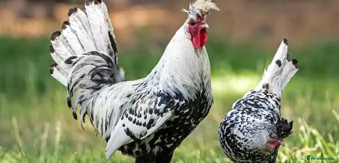 Chickens poultry for sale: Silver appenzeller Trio  - Advert 1