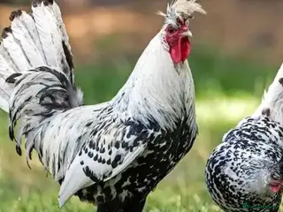 Chickens poultry Silver appenzeller Trio - Advert 1