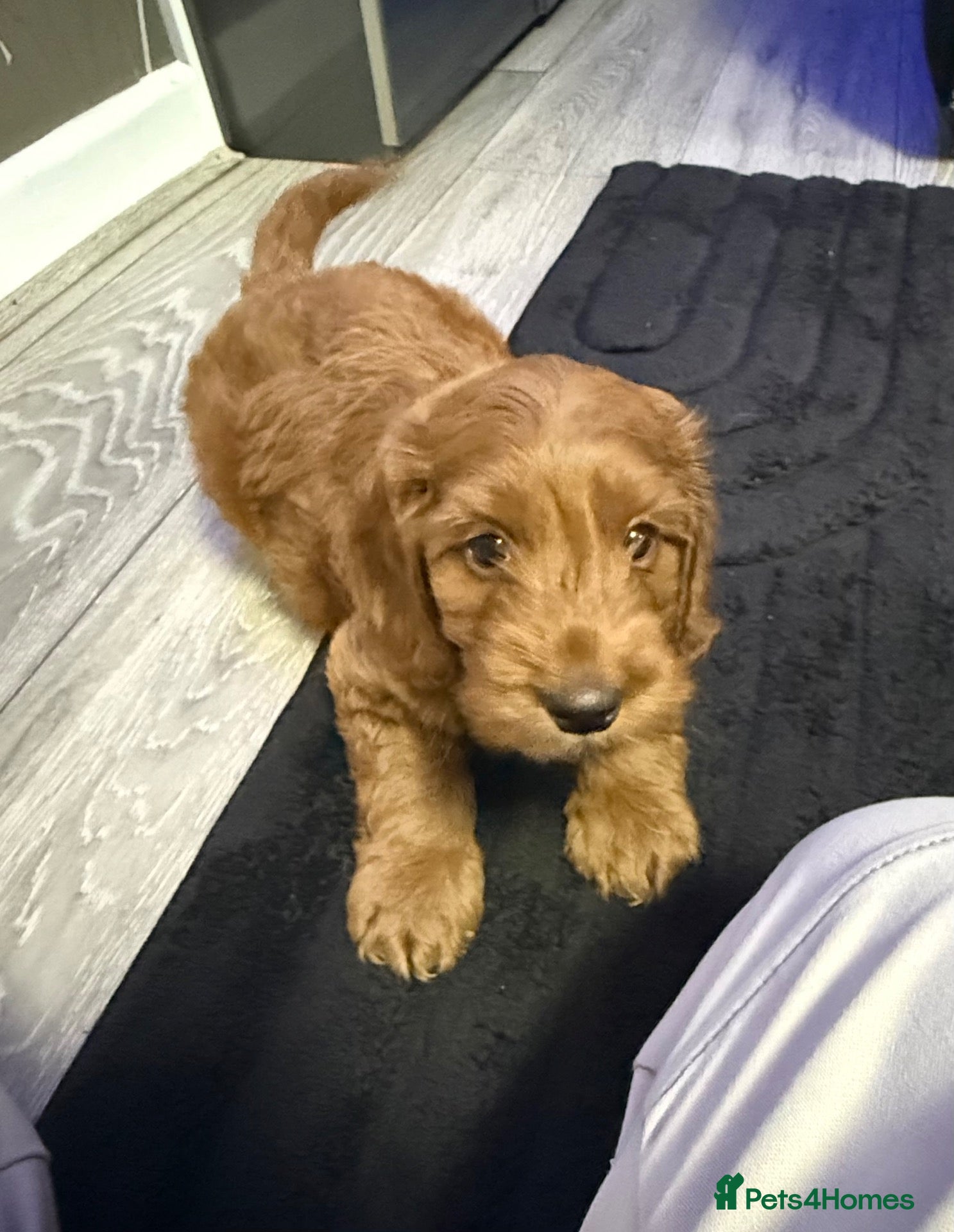 Cockapoo dogs READY NEXT WEEK - F2 Cockapoo Puppies - Advert 4