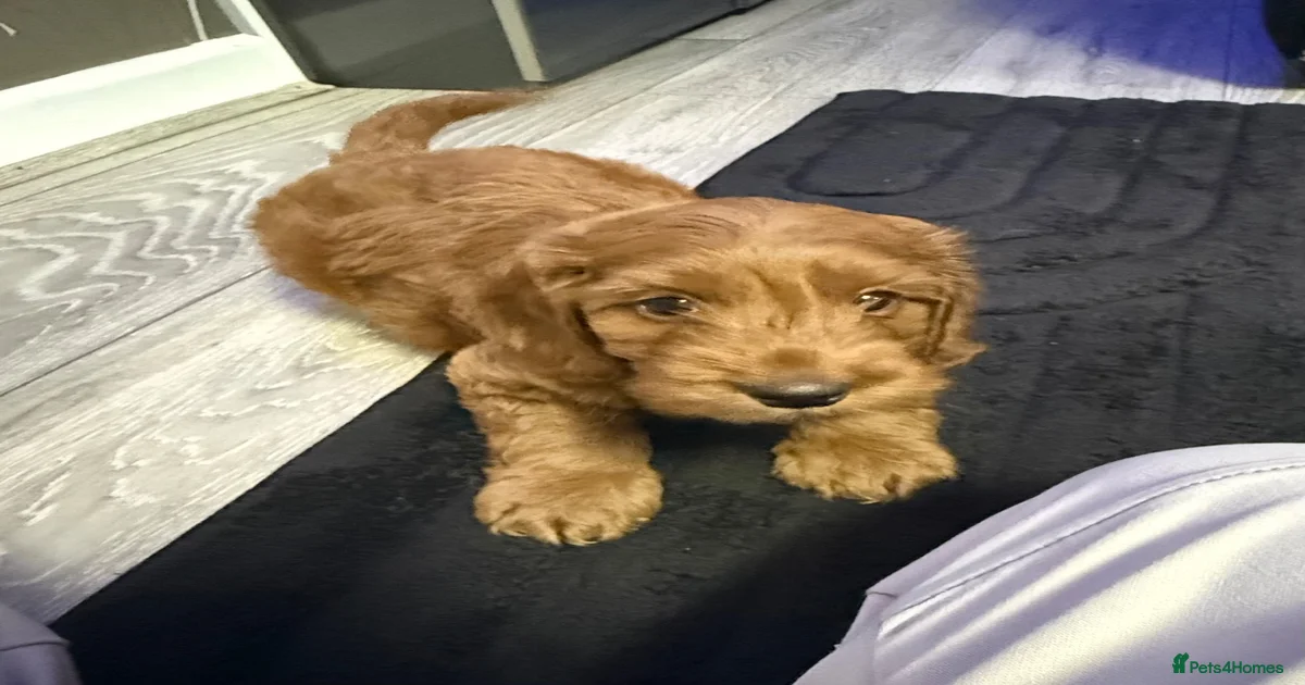 LAST 2 PUPS LEFT - F2 Cockapoo Puppies for sale in Great Yarmouth ...