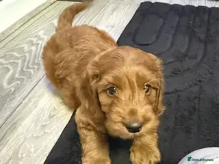 Cockapoo dogs READY NEXT WEEK - F2 Cockapoo Puppies - Advert 4