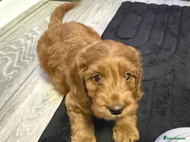 Cockapoo dogs READY NEXT WEEK - F2 Cockapoo Puppies - Advert 5