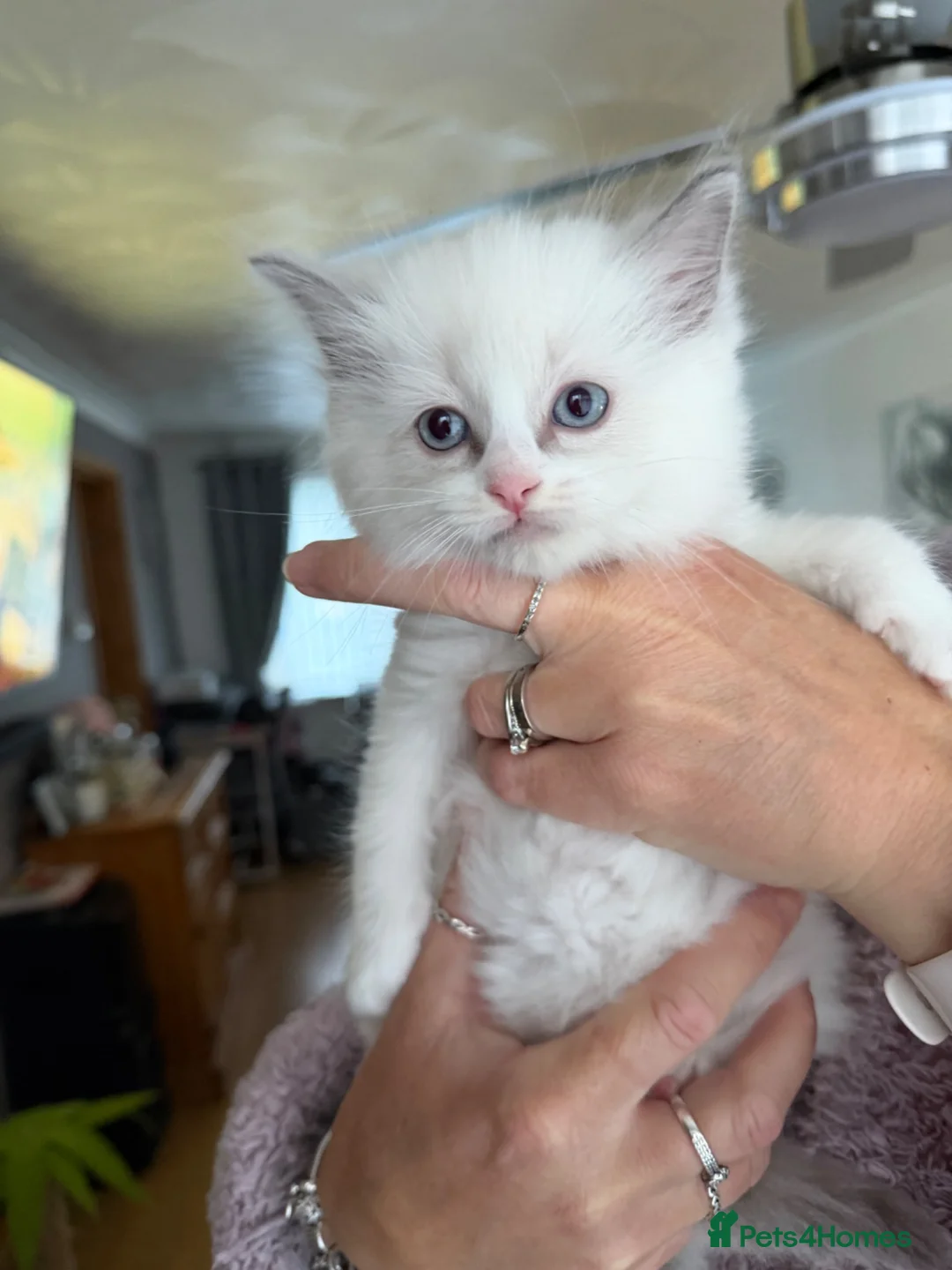 Ragdoll cats for sale: Beautiful ragdoll kittens ready now!! - Advert 12