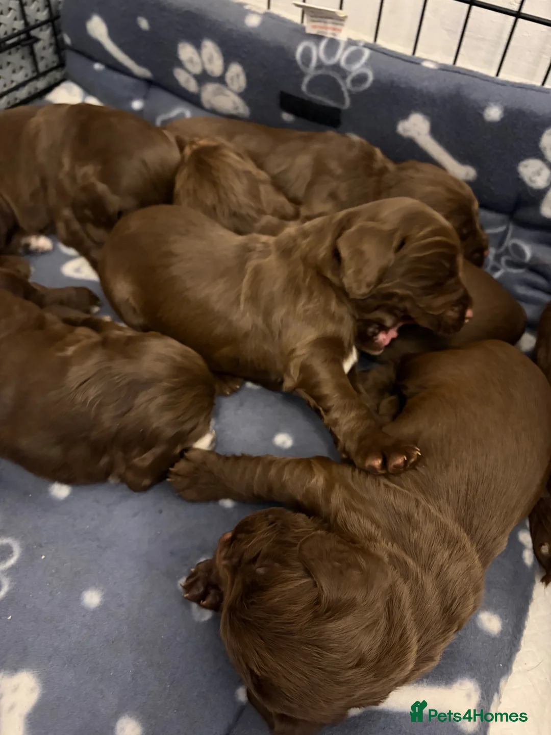 Cocker Spaniel dogs for sale: Kc Working Cocker Spaniel Pups  in Middlesbrough - Advert 14