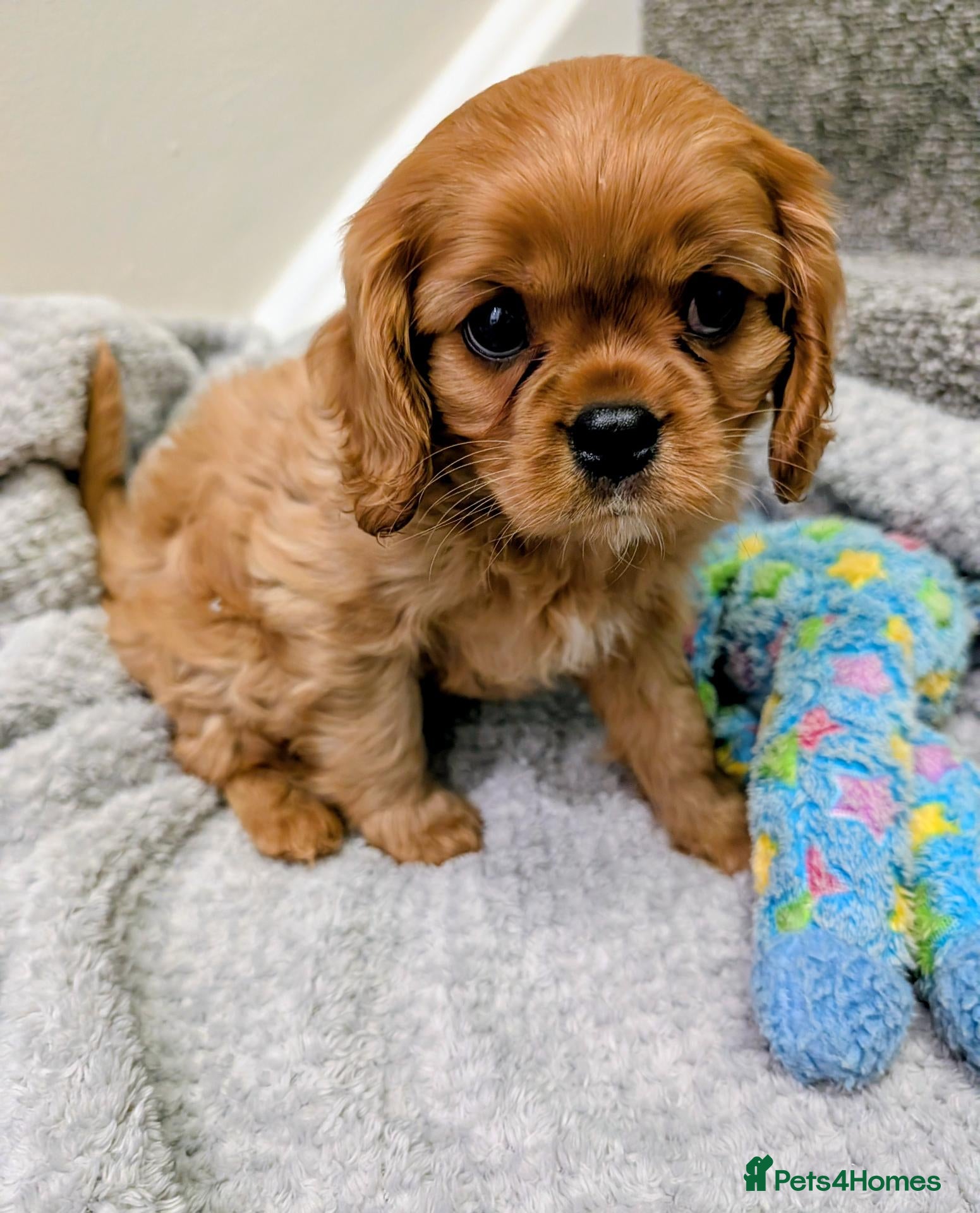 Cavalier King Charles Spaniel dogs for sale: 🌟READY NOW🌟KC DNA Health tested Cav Pups💙 - Advert 3
