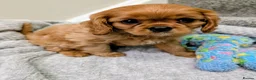 Cavalier King Charles Spaniel dogs for sale: 🌟LAST BOY🌟KC DNA Health tested Cavalier Puppy💙 - Advert 1