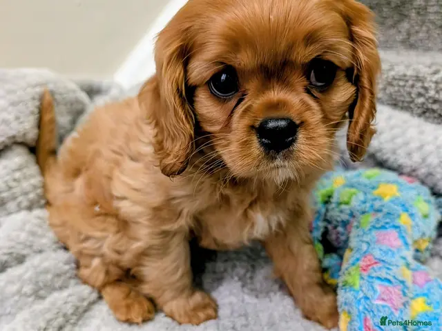 Cavalier King Charles Spaniel dogs for sale: 🌟READY NOW🌟KC DNA Health tested Cav Pups💙 - Advert 3