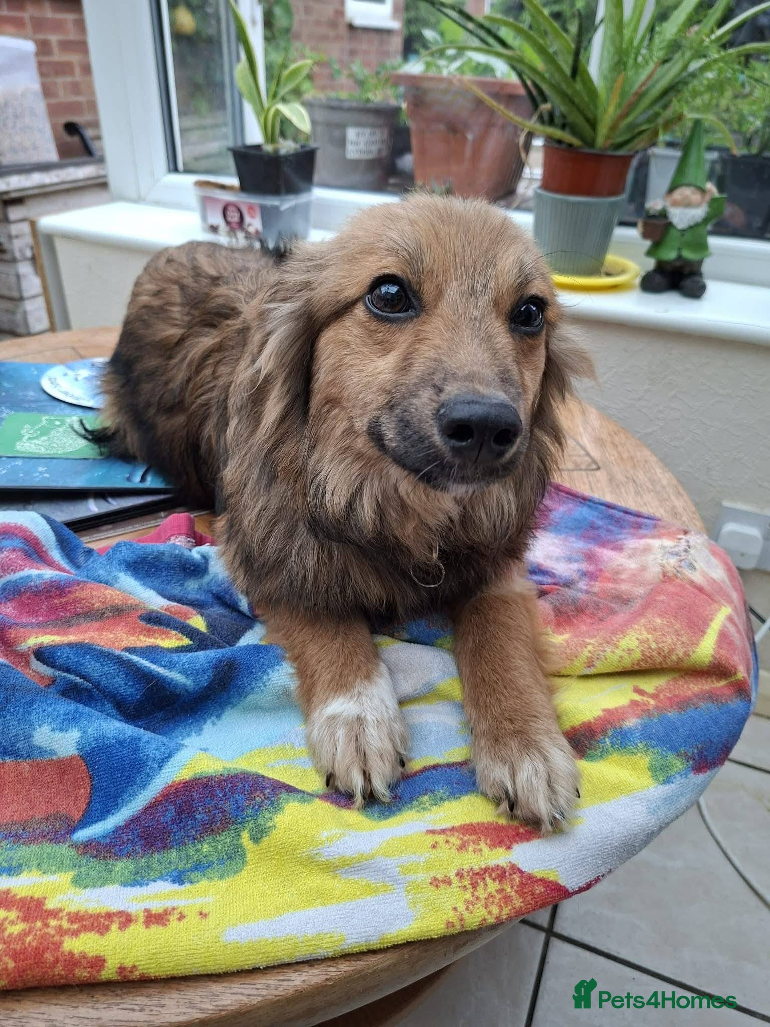 Mixed Breed dogs for adoption: Blossom for adoption in Bedford - Advert 8