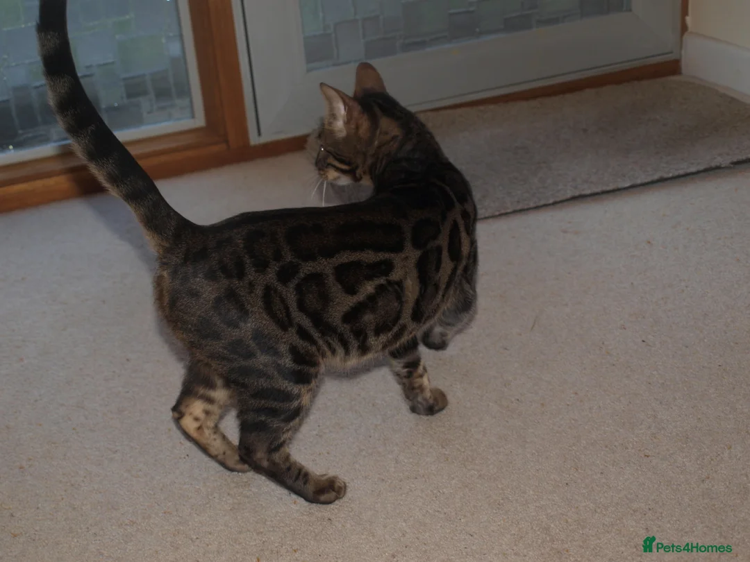 Bengal cats for sale: Stunning Bengal Female Cat - Advert 2