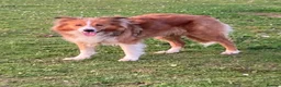 Mixed Breed dogs for sale: Lassie/Border Collie X Toy Poodle puppies - Advert 4