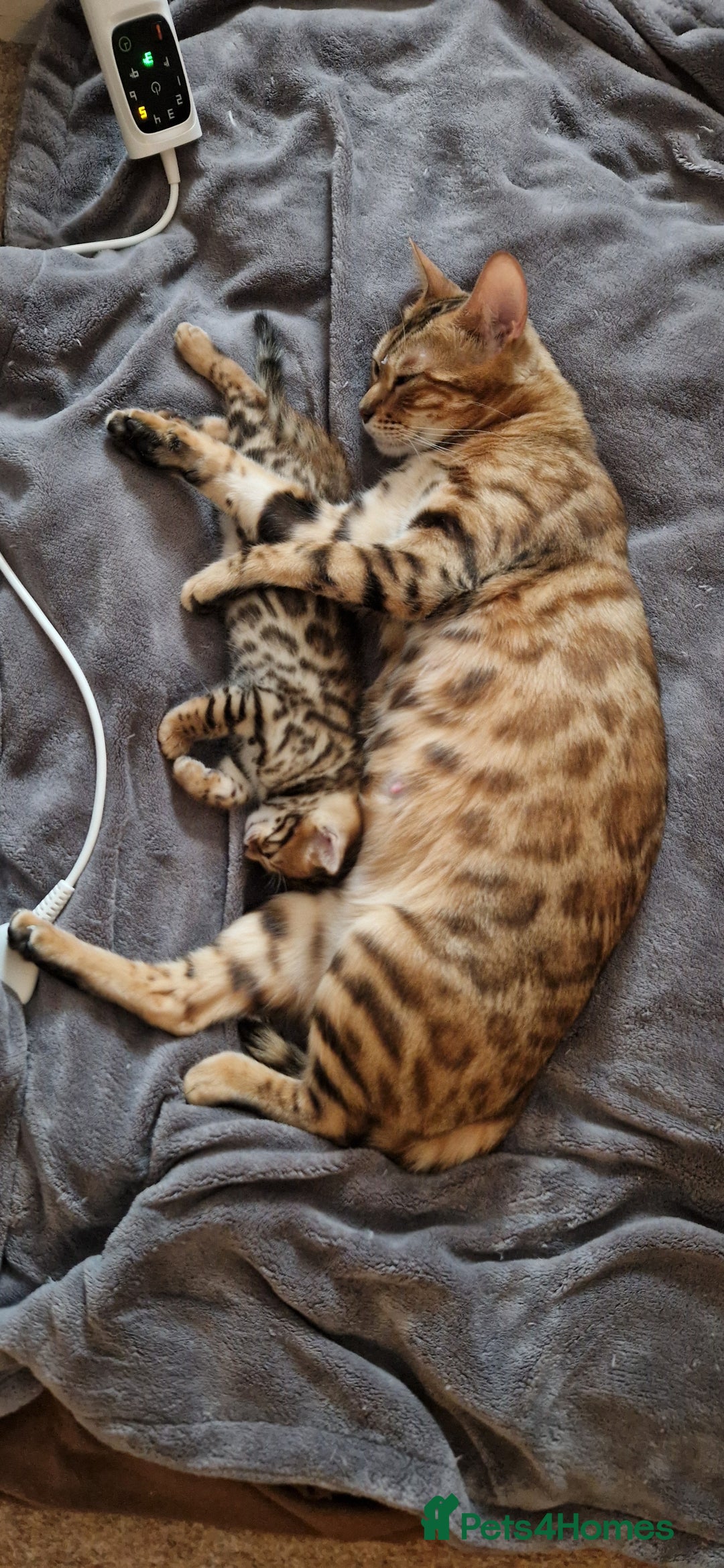 Bengal cats for sale: Georgeous bengal girl  - Advert 9