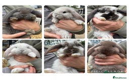 French Lop rabbits for sale: Last little girl looking for a forever home 💗 - Image 10