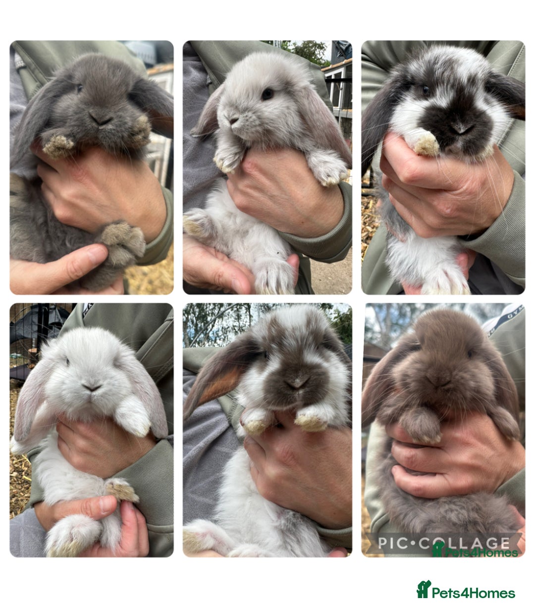 French Lop rabbits for sale: Last little girl looking for a forever home 💗 - Image 10