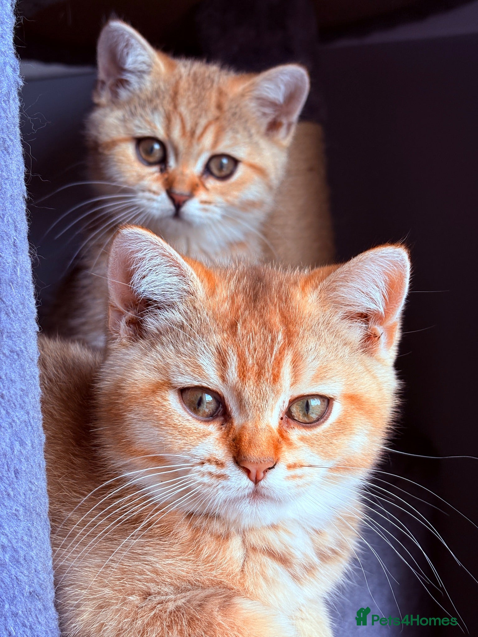 British Shorthair cats GCCF Registered Golden BSH Kittens | ny12 & by12 - Advert 2