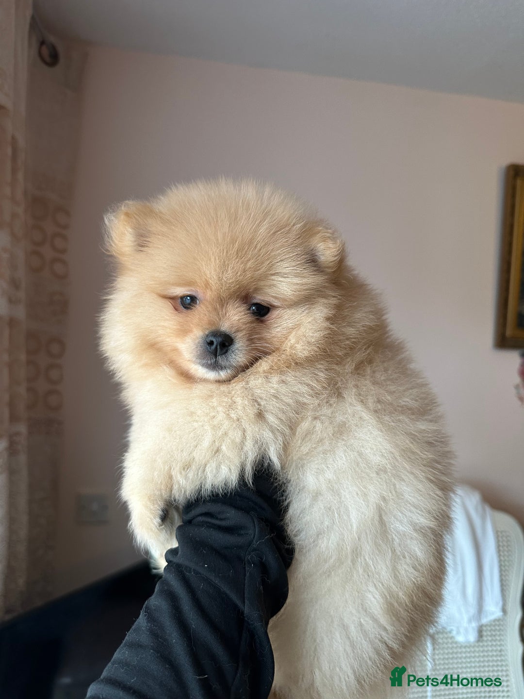 Pomeranian dogs for sale: Female pedigree Pomeranian ready now - Advert 4