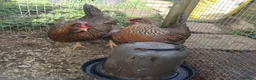 Chickens poultry for sale: 3 cream legbar pullets  in Trowbridge - Advert 2