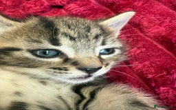 Domestic Shorthair cats for sale: 6 adorable kittens, healthy and playful 😍😻 - Image 5