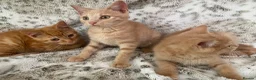 Mixed Breed cats for sale: Fluffy cream ginger girls  mixed with BSH kittens  - Advert 5