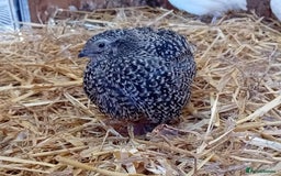 Quail poultry for sale: Laying Coturnix Quail – Confirmed Hens - Image 2