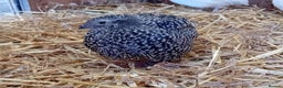 Quail poultry for sale: Laying Coturnix Quail – Confirmed Hens - Advert 2