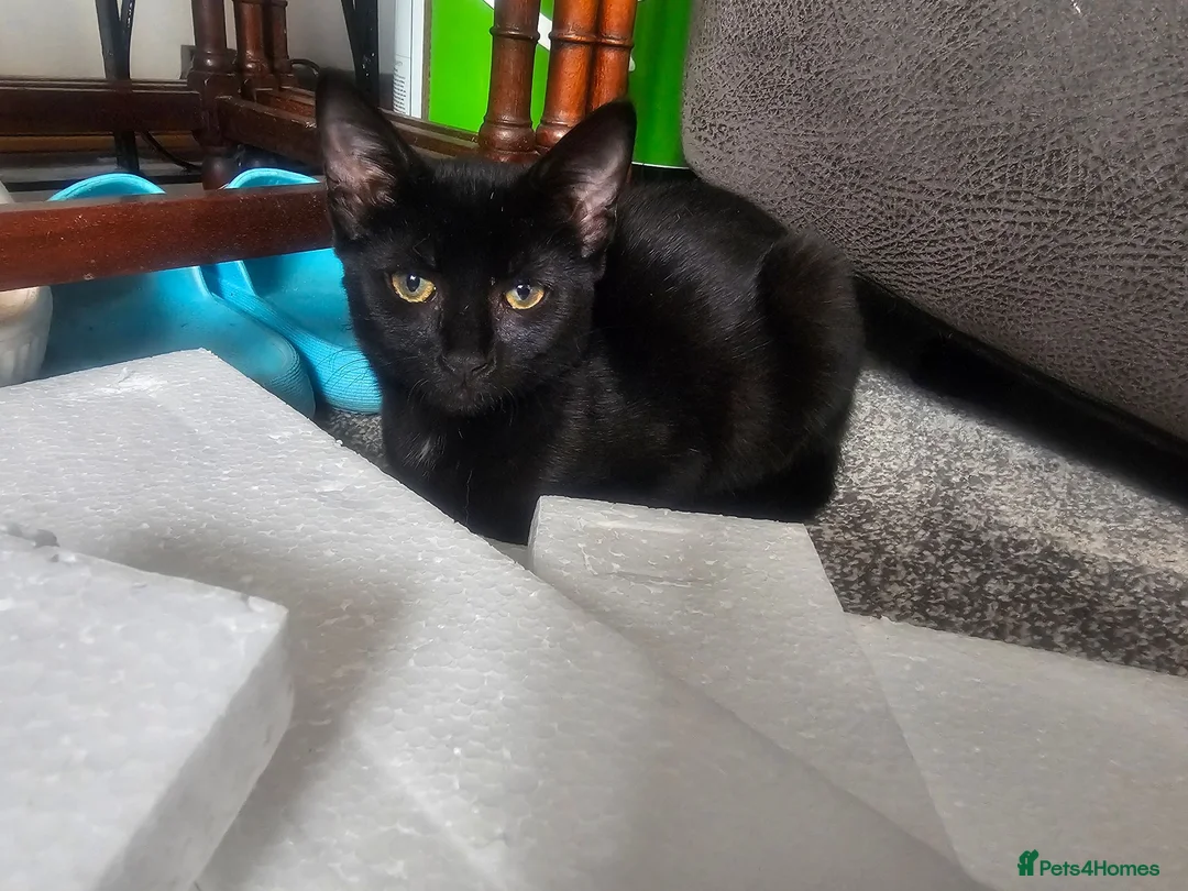 Bengal cats for sale: Last female left - Advert 2