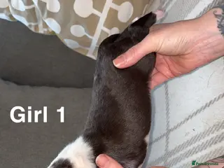 English Bull Terrier dogs KC registered English Bull Terrier Puppies - Advert 2