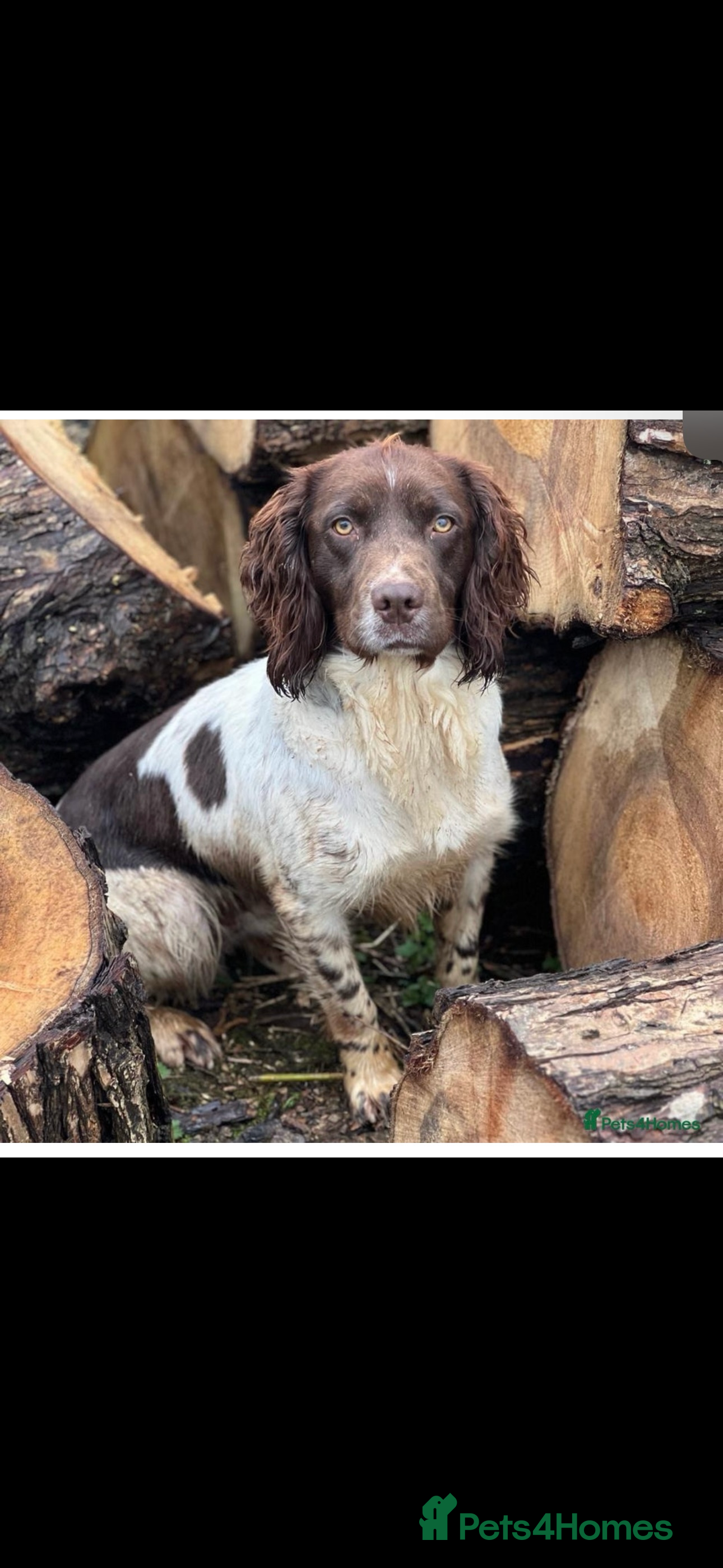 English Springer Spaniel dogs Stunning Kc Reg English Springer Spaniel..  - Advert 2